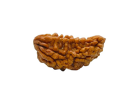 1 Mukhi Rudraksha