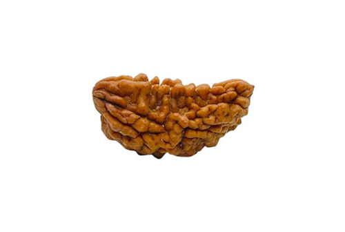 1 Mukhi Rudraksha