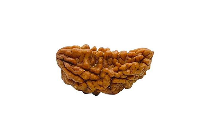 1 Mukhi Rudraksha