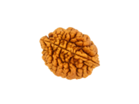 2 Mukhi rudraksha