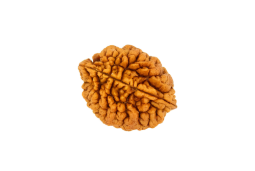 2 Mukhi rudraksha