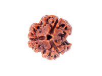 3 Mukhi Rudraksha