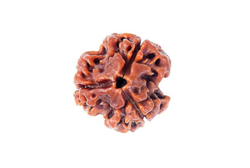 3 Mukhi Rudraksha