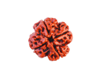 4 Mukhi Rudraksha