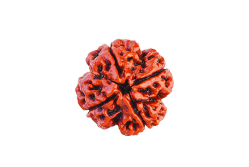 4 Mukhi Rudraksha