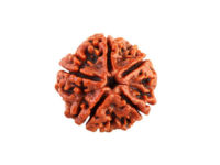 5 Mukhi Rudraksha