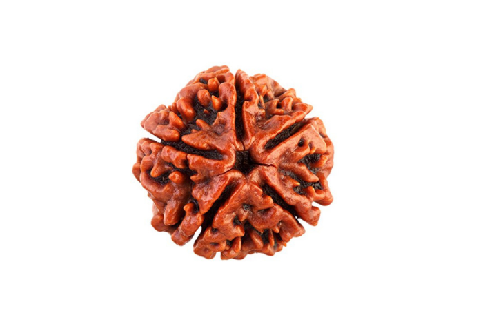 5 Mukhi Rudraksha