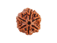 6 Mukhi Rudraksha