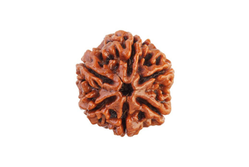 6 Mukhi Rudraksha