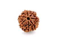 7 Mukhi Rudraksha