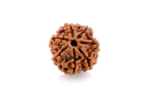 7 Mukhi Rudraksha