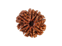 8 Mukhi Rudraksha