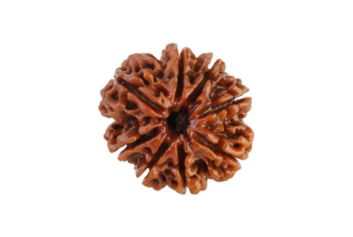 8 Mukhi Rudraksha