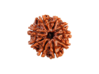 9 Mukhi Rudraksha