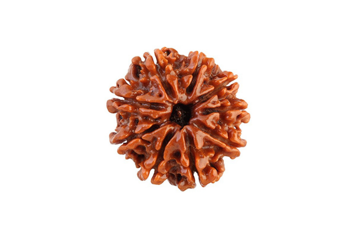 9 Mukhi Rudraksha