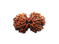 Gauri Shankar Rudraksha