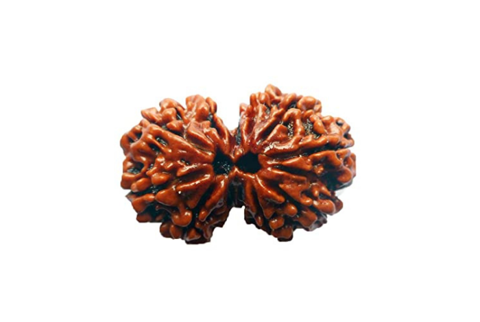 Gauri Shankar Rudraksha